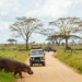 Innovative Safari Experiences: Night Drives and Walking Safaris