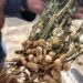 How Do Peanuts Grow