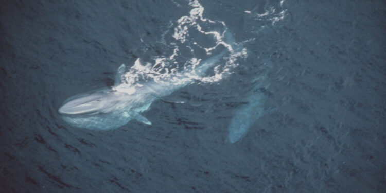 How Long Can Whales Hold Their Breath