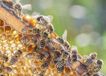 How Long Do Bees Live