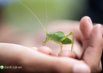 How Long Do Crickets Live