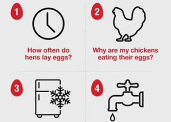 How Long Do Fresh Eggs Last