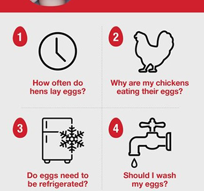 How Long Do Fresh Eggs Last