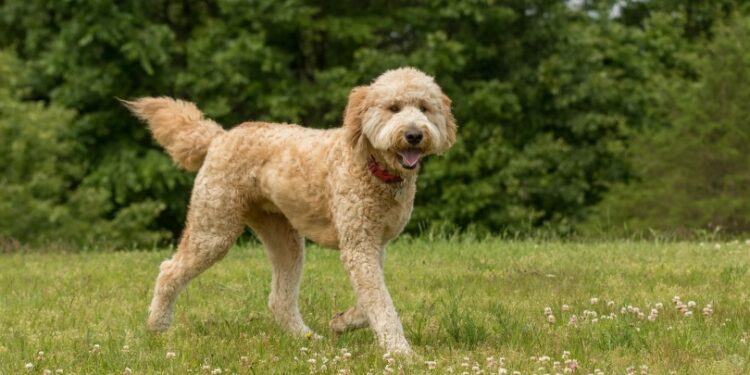 How Long Do Goldendoodles Live