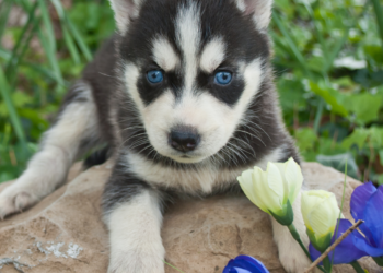 How Long Do Huskies Live