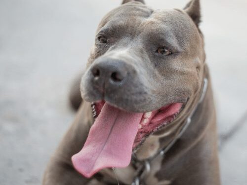 How Long Do Pit Bulls Live