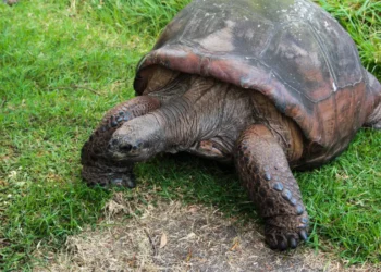 How Long Do Tortoises Live