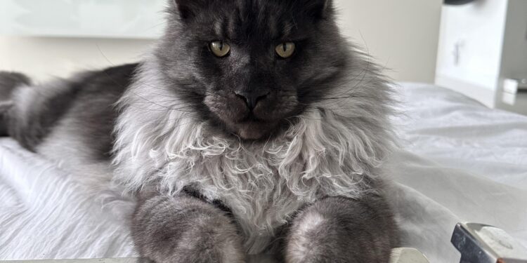 How Much are Maine Coon Cats