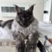 How Much are Maine Coon Cats