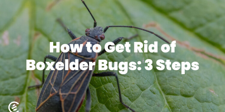 How to Get Rid of Boxelder Bugs