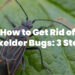 How to Get Rid of Boxelder Bugs