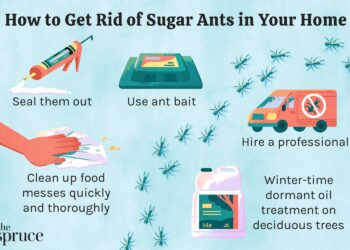 How to Get Rid of Sugar Ants