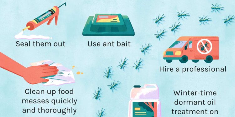 How to Get Rid of Sugar Ants