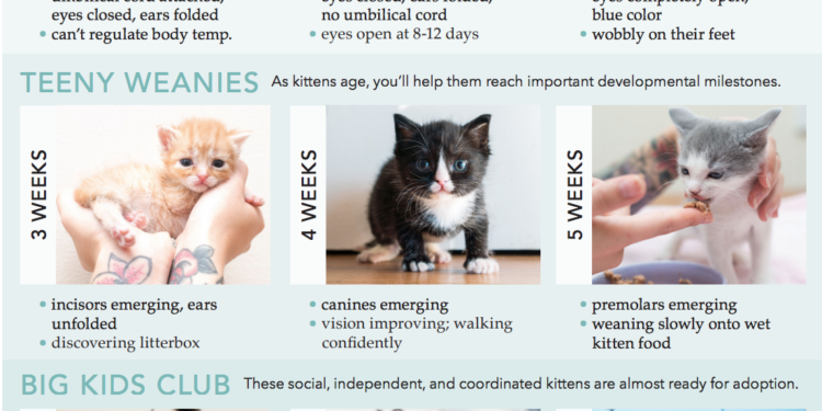 How to Tell How Old a Kitten is