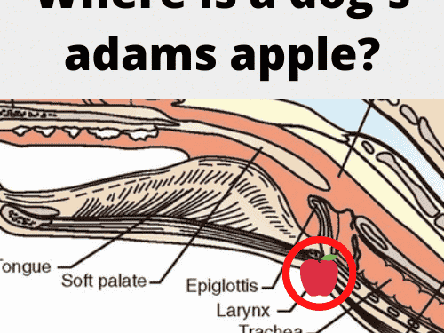 Do Dogs Have Adams Apples