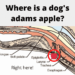 Do Dogs Have Adams Apples